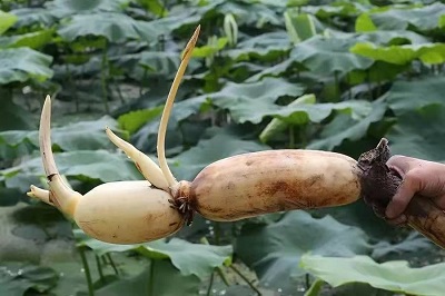 華逸府聯(lián)手湖北洪湖藕、江永芋頭，為您帶來健康原生態(tài)食材